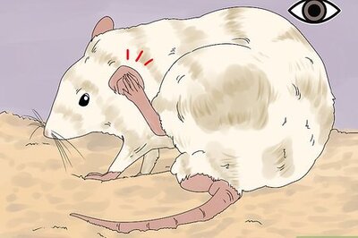 How to Spot and Treat Ear Infections in Rats