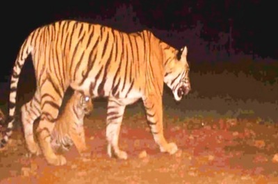 MP: Tiger Found Dead in Bandhavgarh; Territorial Fight Suspected