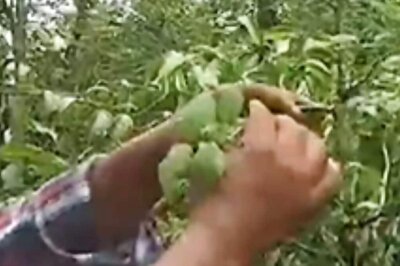 In Uttara Kannada's Ashokavana Forest, 400 Different Medicinal Plants Thrive