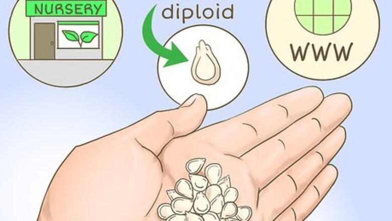 How to Grow Seedless Watermelons