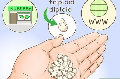 How to Grow Seedless Watermelons