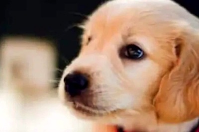 Explained: Want To Relocate Your Pet From A Different Country? Here's Everything You Should know