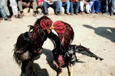Andhra Pradesh: Champion Roosters Get Viagra, Shilajit Dose  for 'Performance Boost' in Sankranti Cockfights