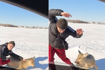 Man's Attempt To Pose With Deer Takes Hilarious Turn In This Video