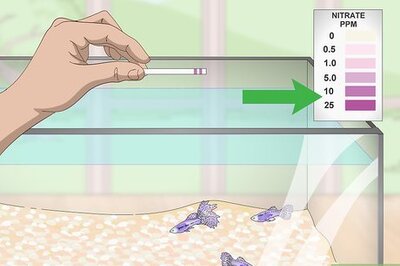 How to Lower Your Nitrate/Nitrite Levels in Your Fish Tank