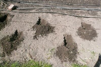 How to Plant Squash in Hills