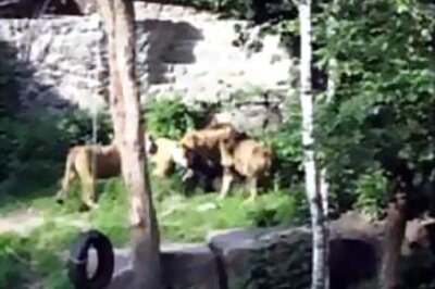 Lioness kills man who invoked God