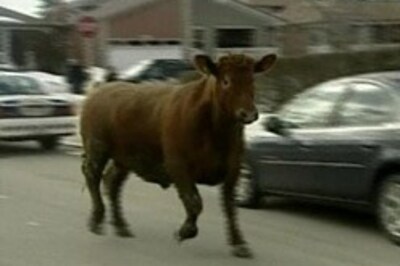 Four cows escape slaughter, run for their lives