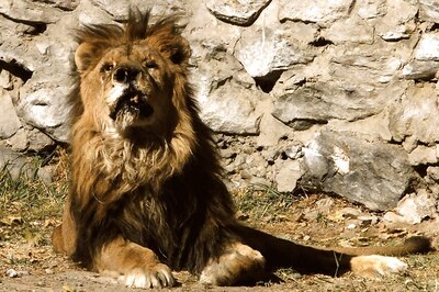 3-Year-Old Girl Attacked By Asiatic Lioness in Junagadh, Dies