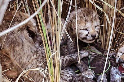 Indian Delegation’s Visit to South Africa Deferred After Another Cheetah Dies, Kenya Also On the List