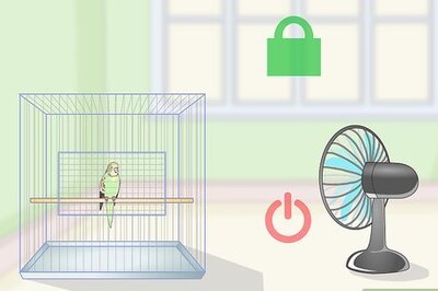 How to Train a Parakeet to Step Up