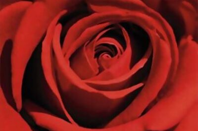 Love Bites: Love hormone bolsters envy, gloating