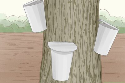 Making Maple Syrup at Home: A Complete Guide