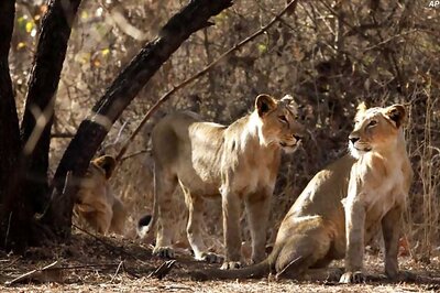 Carcasses of 9 lions recovered in flood affected Gujarat