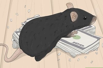 What Do Rat Dreams Mean?