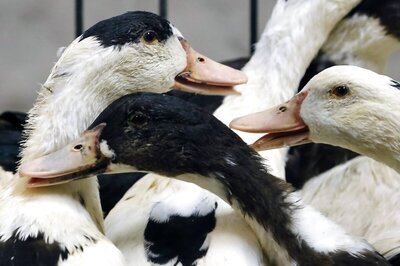 Russian Scientists Detect World’s 1st Case of H5N8 Avian Flu in Humans, Alert WHO
