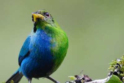 Extremely Rare 'Half Male, Half Female' Bird Spotted For The First Time In 100 Years