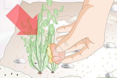 How to Take Care of an Aquatic Snail