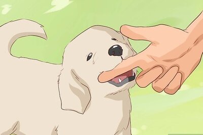 How to Discourage a Dog From Biting