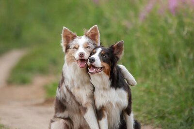 International Dog Day 2023: A Celebration of Man's Best Friend!