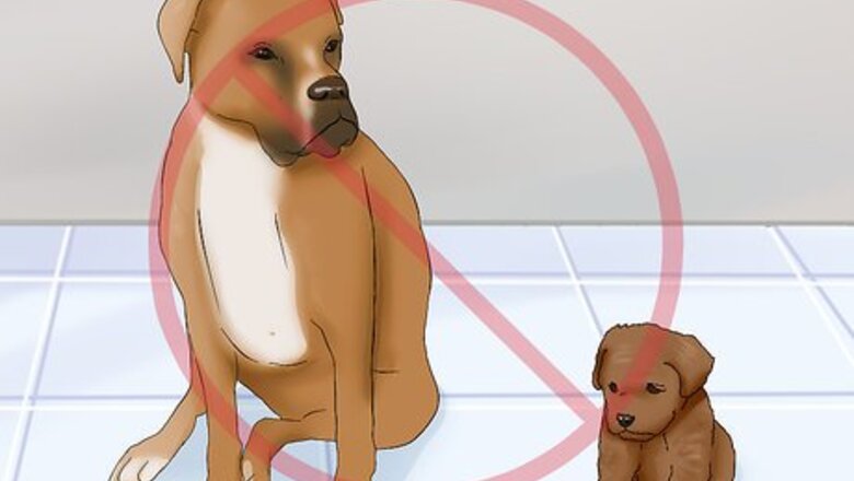 How to Introduce a New Dog to Your Senior Dog