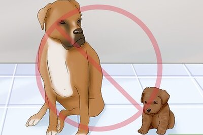 How to Introduce a New Dog to Your Senior Dog