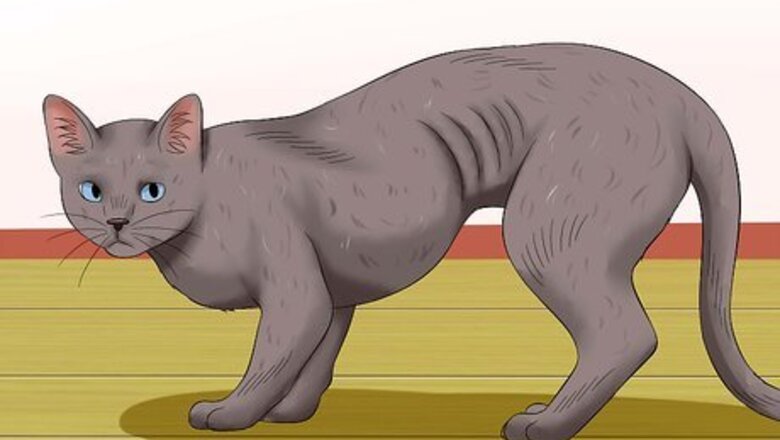How to Diagnose Heartworm Disease in Cats