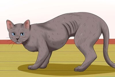 How to Diagnose Heartworm Disease in Cats