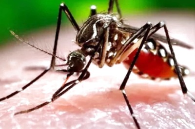 Drug to Cure Dengue Likely in 5 Years as Government Looks to Find Solutions