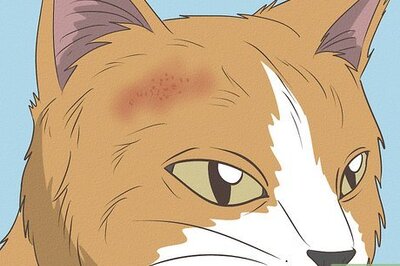 How to Help a Cat Shaking or Tilting Its Head