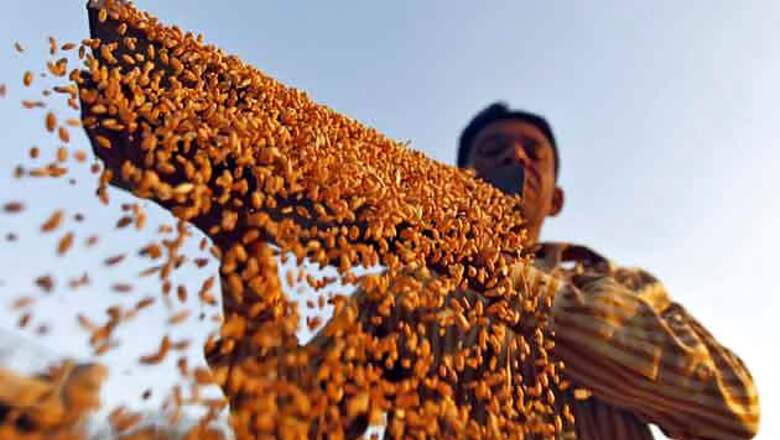 Punjab expects record wheat procurement this season