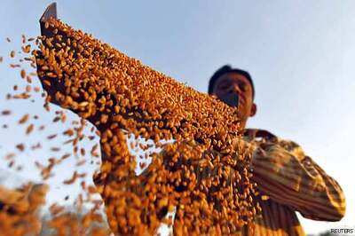 Punjab expects record wheat procurement this season