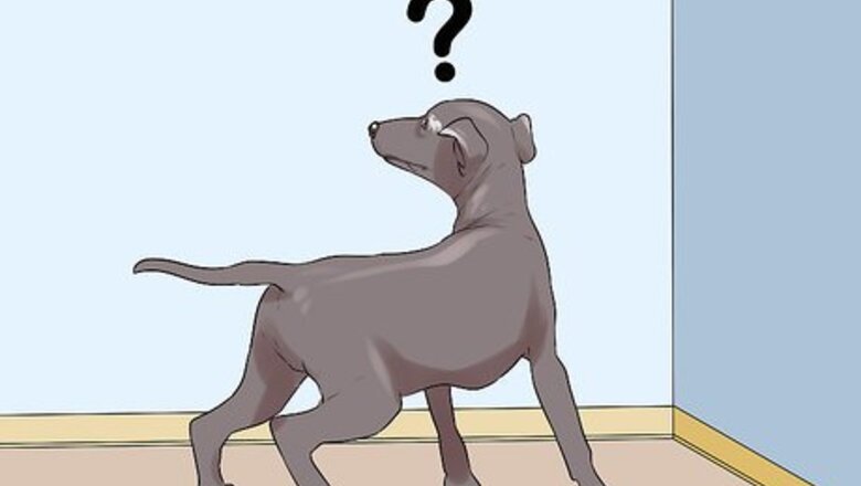 How to Diagnose Cognitive Dysfunction in Senior Dogs