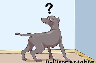 How to Diagnose Cognitive Dysfunction in Senior Dogs