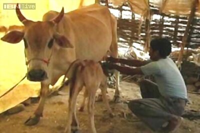 ISKCON extends its support to ban on slaughter of cows