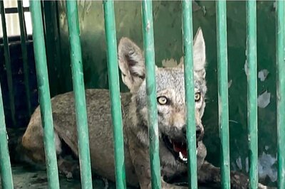 Another Wolf Attack In UP's Bahraich, 11-Year-Old Girl Injured; Hunt Continues for Sixth Predator