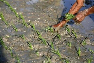 Farmers fear crop damage as rains, dust storm hit UP