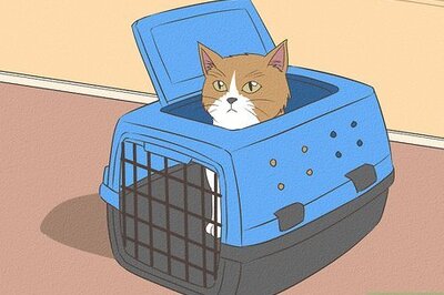 How to Keep a Cat Safe in the Car