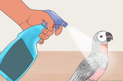 How to Care for a Molting Parrot