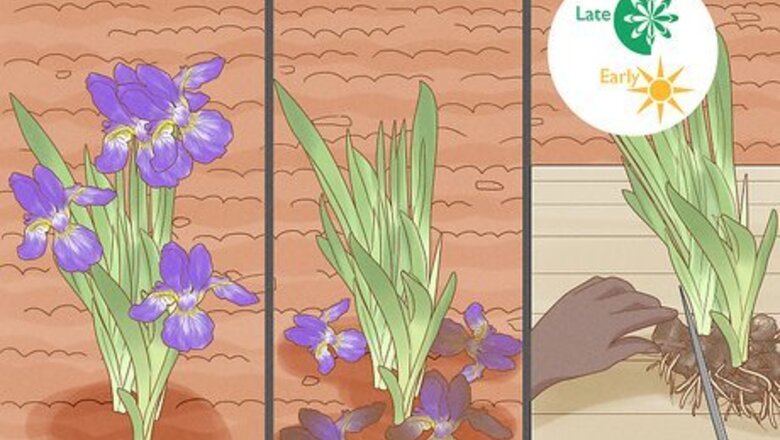 How to Divide Bearded Irises