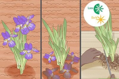 How to Divide Bearded Irises
