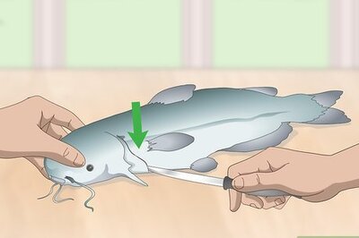How to Skin and Clean Catfish