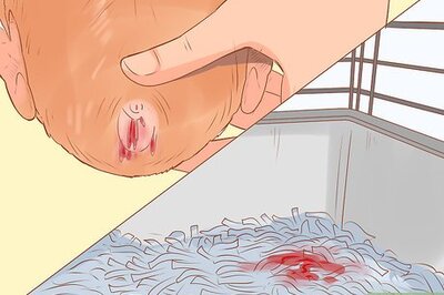 How to Diagnose and Treat Urinary Problems in Guinea Pigs