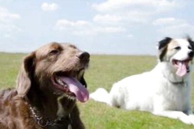 Pet Care Tips: 5 Common Summer Health Problems In Dogs