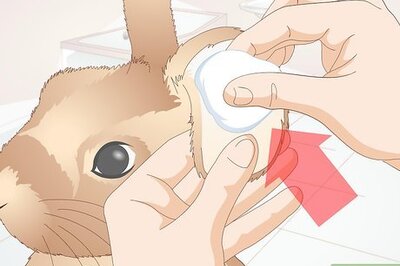 How to Prevent Ear Mites in Rabbits
