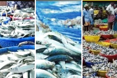 Karnataka Fishermen See Surge In Sardine Catches Amid Reduced Rainfall