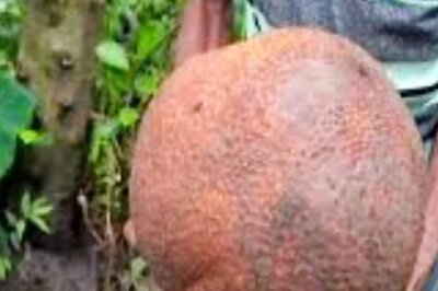 Bengal Man Unearths Rare 8 Kg Jackfruit In His Garden