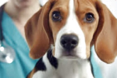 In A First In India, Delhi Vets Perform Non-invasive Heart Surgery On A Dog