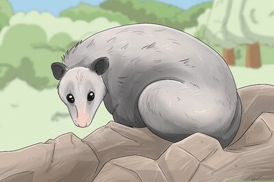 What Does Seeing a Possum Mean Spiritually?