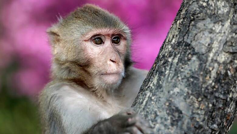 Monkey Flees With 16-Day-Old Baby in Odisha, Massive Search Operation Launched